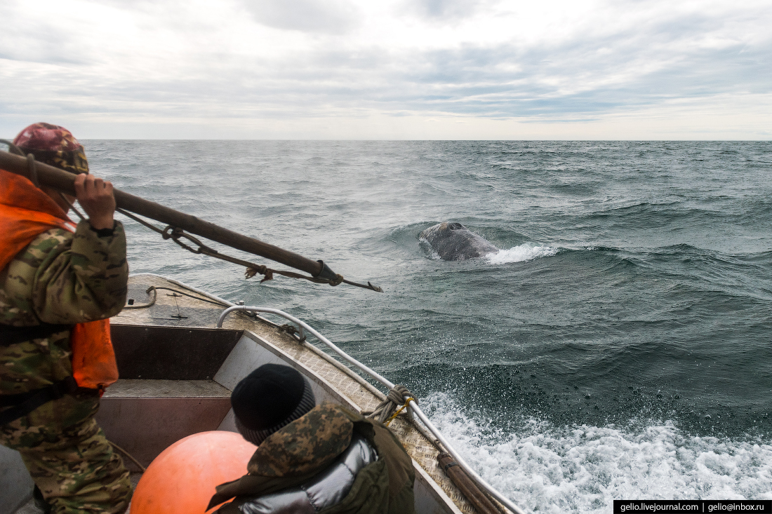 китовая охота на чукотке