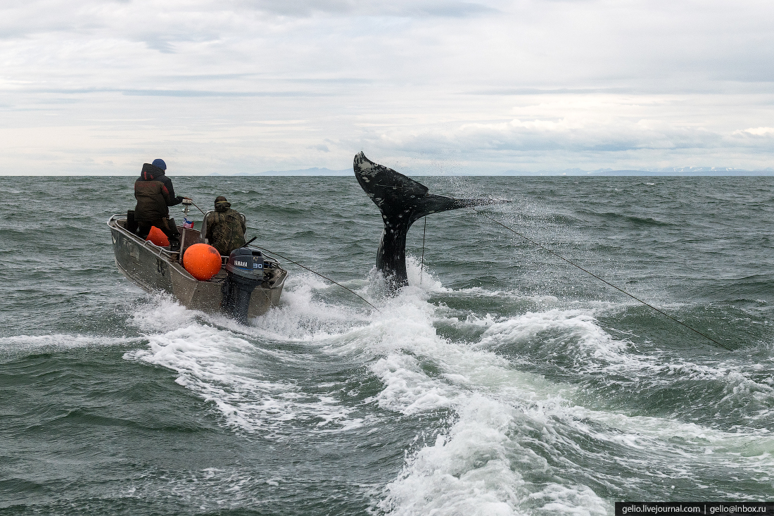 Китовая охота на Чукотке китов, чтобы, китобои, охоту, может, промысел, нужно, чукотские, гарпун, китобоев, время, флотилии, охотники, Охота, основном, лодки, народы, только, моржей, могут